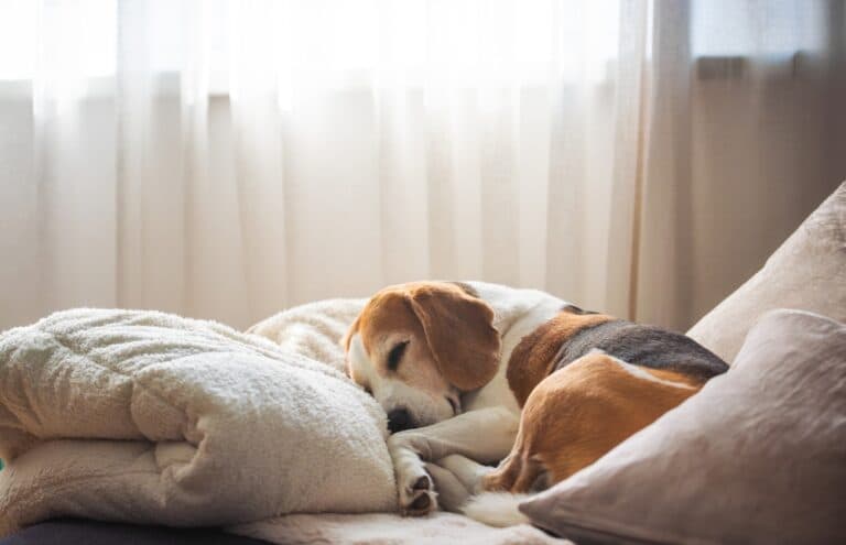 What Do Beagles Hate?