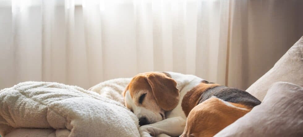 What Do Beagles Hate?