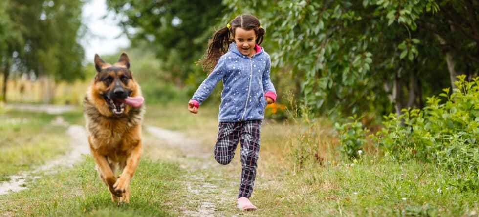 What Do German Shepherds Usually Suffer From?