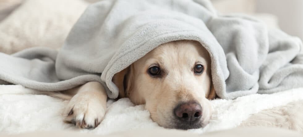 What Do Golden Retrievers Eat?