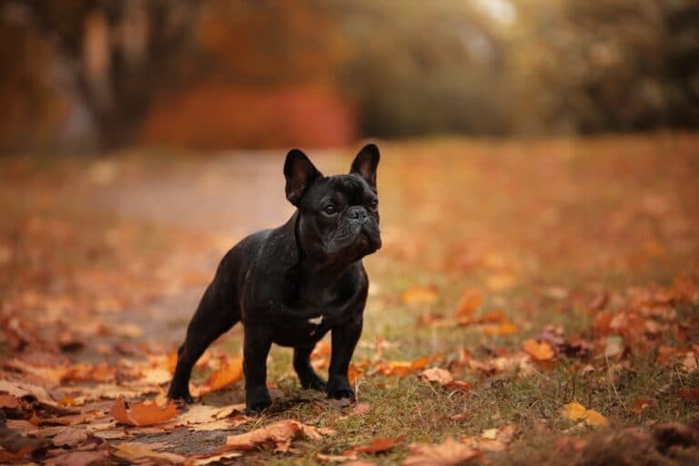 What Does A 6 Month Old Frenchie Look Like?