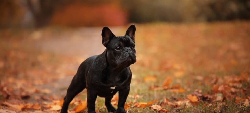 What Does A 6 Month Old Frenchie Look Like?