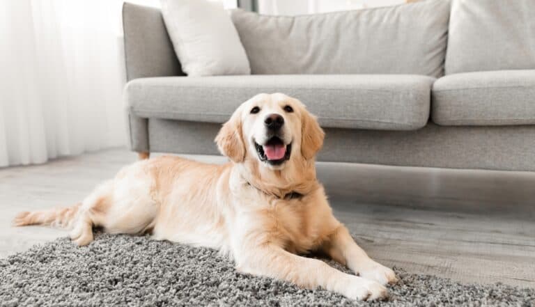 What Does It Mean When Someone Is A Golden Retriever?