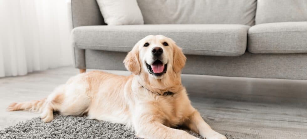 What Does It Mean When Someone Is A Golden Retriever?