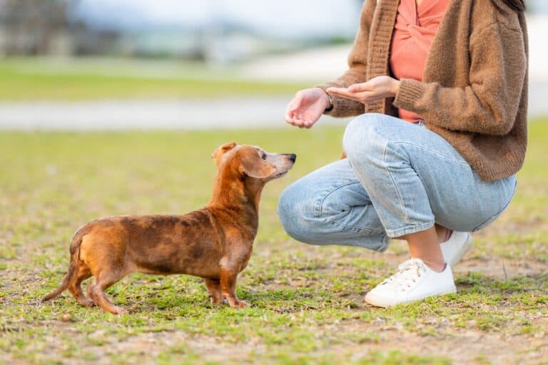 What Food Do Dachshunds Eat?