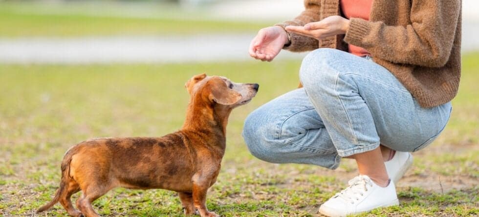 What Food Do Dachshunds Eat?