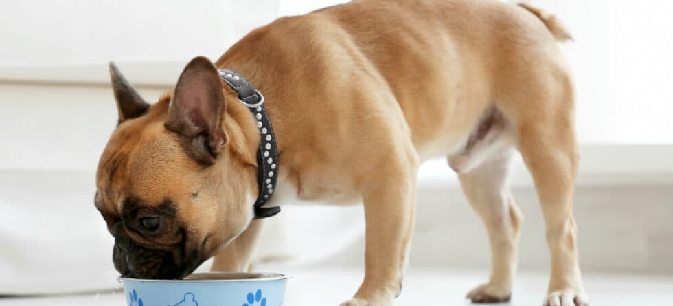 What Food Is Best For Frenchies?