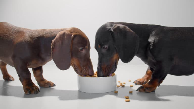 What Food Is Poisonous To Dachshunds?