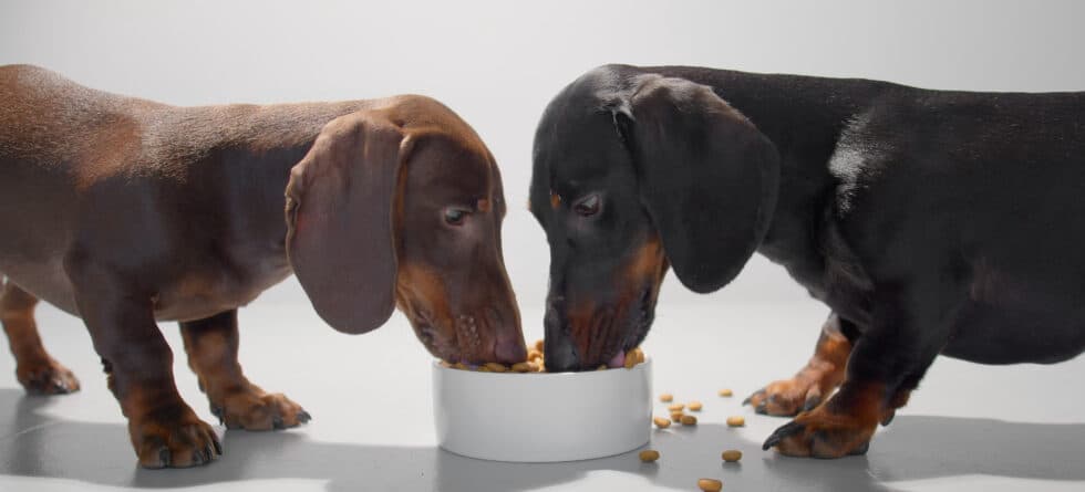 What Food Is Poisonous To Dachshunds?
