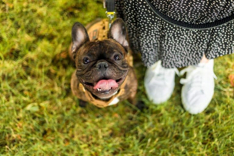 What Foods Are Frenchies Not Allowed?