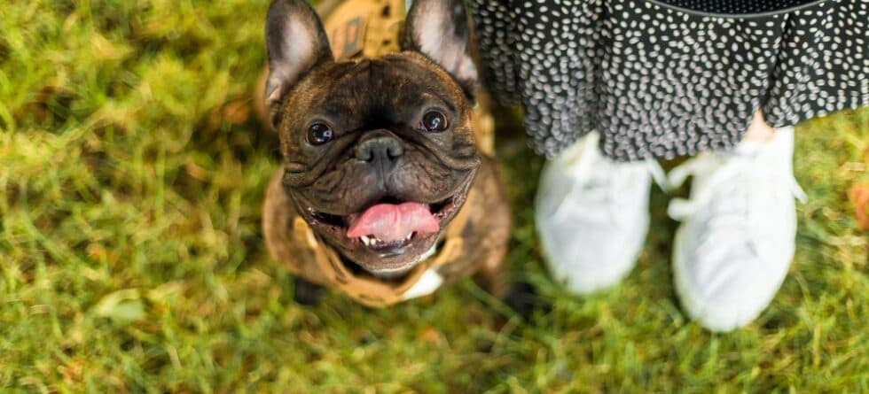 What Foods Are Frenchies Not Allowed?
