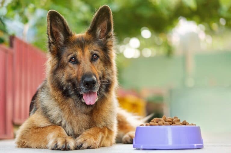 What Foods Are German Shepherds Sensitive To?