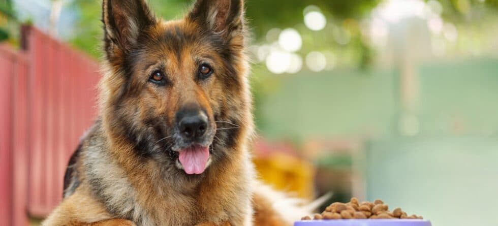 What Foods Are German Shepherds Sensitive To?