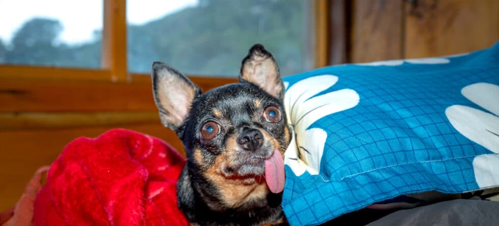 What Is A Chihuahuas Favorite Food?