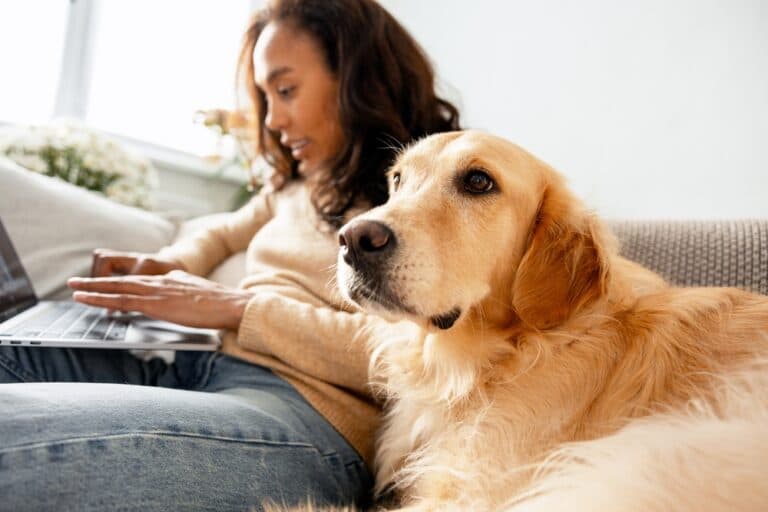 What Is A Golden Retrievers Personality?