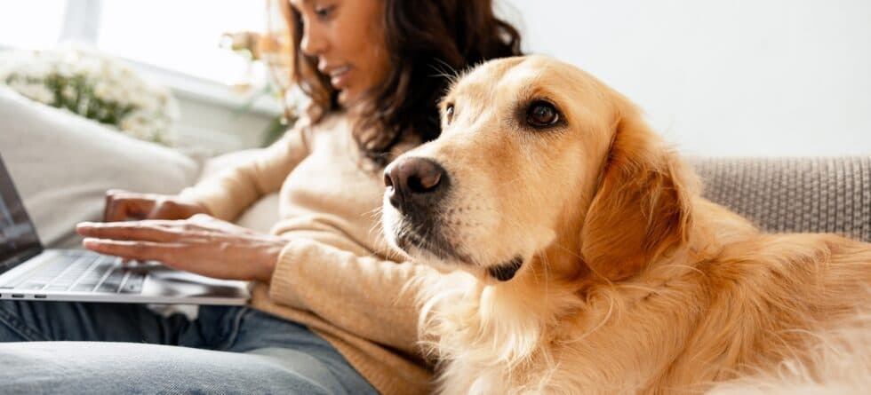 What Is A Golden Retrievers Personality?