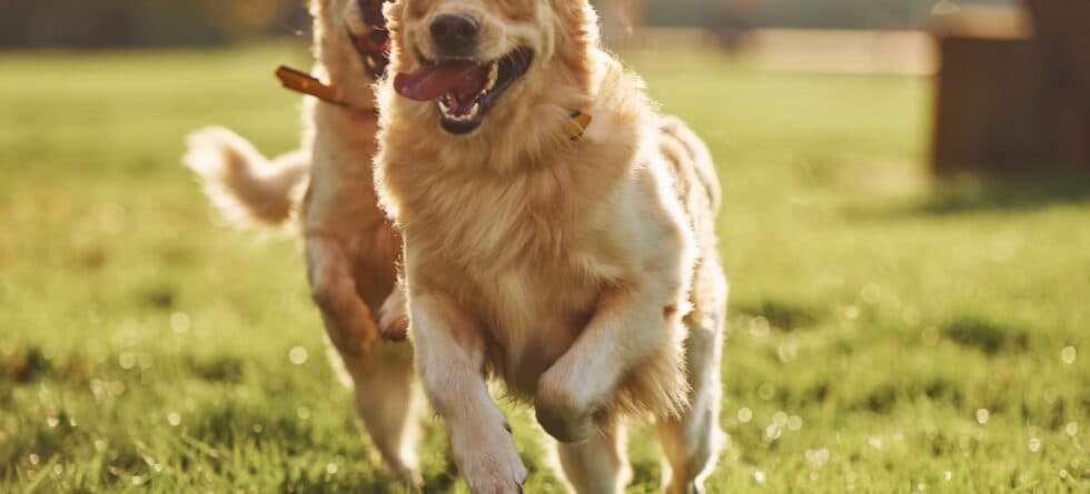 What Is A Golden Retrievers Personality?