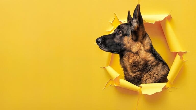 What Is A Home Remedy For German Shepherd Ears?