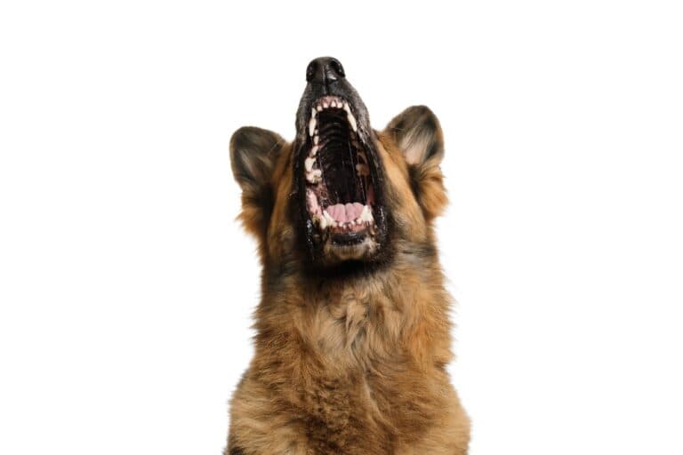 What Is Bad Behaviour In German Shepherds?