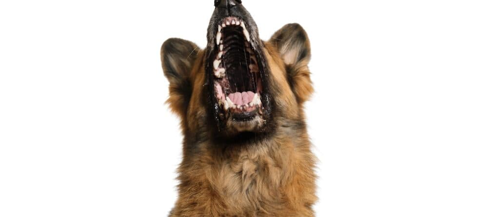 What Is Bad Behaviour In German Shepherds?