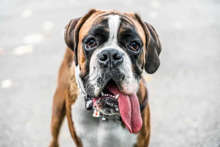 What Is The Best Food For Boxer Dogs?