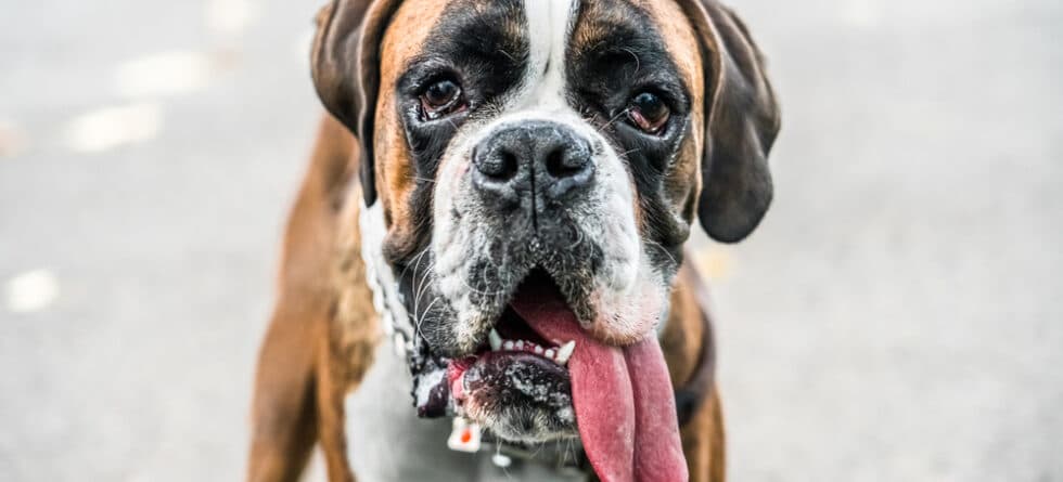 What Is The Best Food For Boxer Dogs?