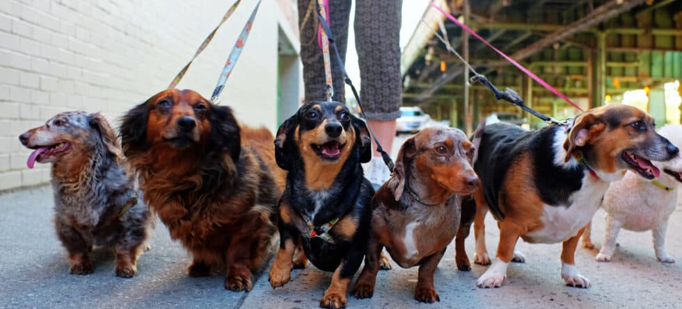 What Is The Best Thing About Dachshunds?
