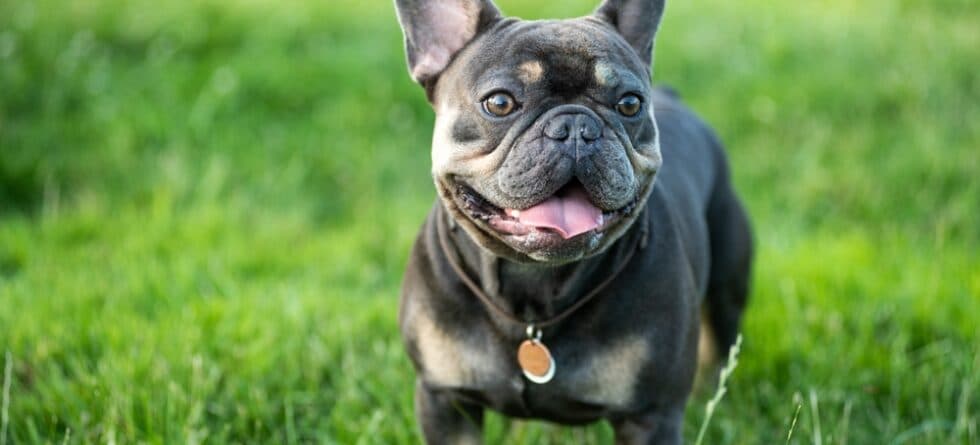 What Is The Biggest Problem With French Bulldogs?