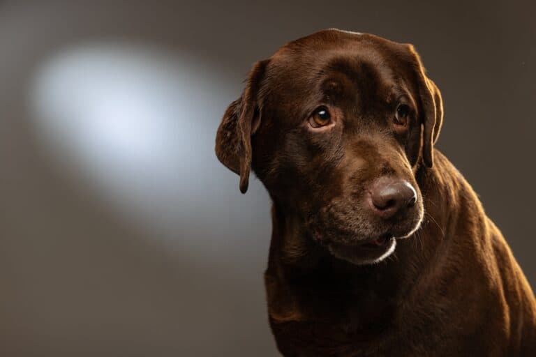 What Is The Hardest Age For A Labrador?