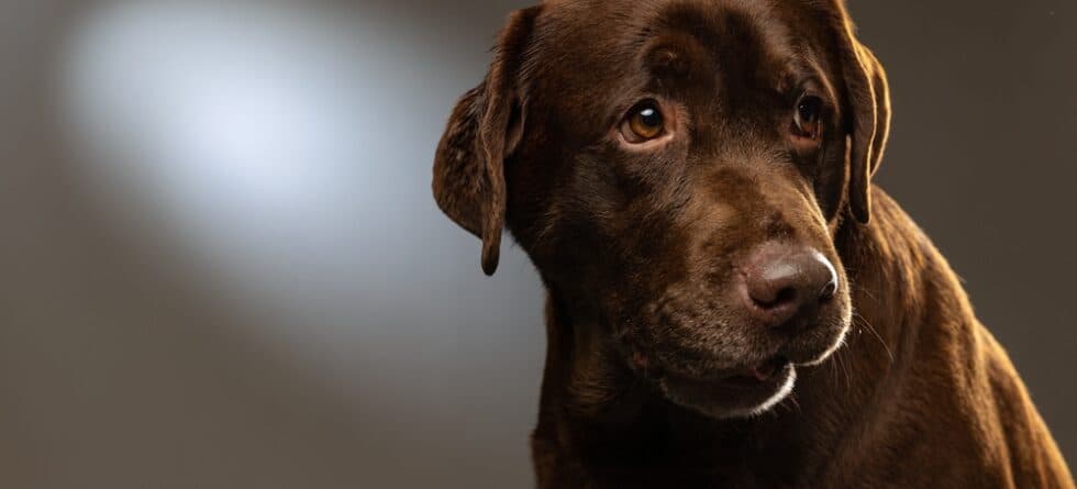 What Is The Hardest Age For A Labrador?