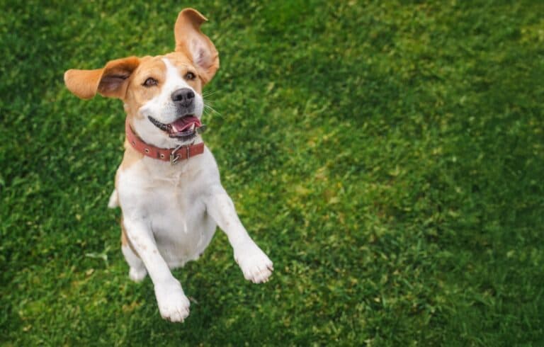 What Is The Healthiest Dog Breed?