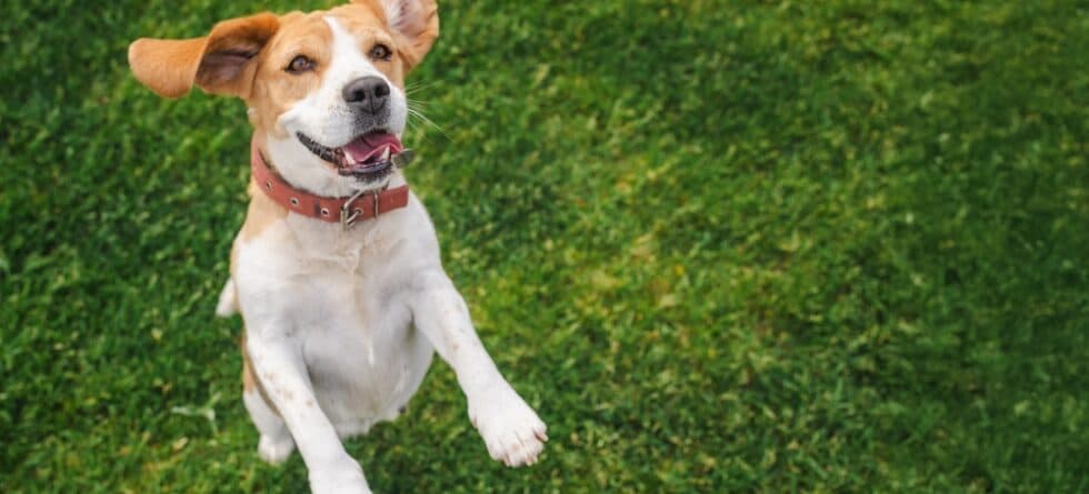 What Is The Healthiest Dog Breed?