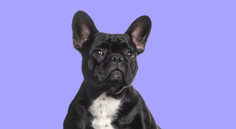 What Is The Hype With French Bulldogs?