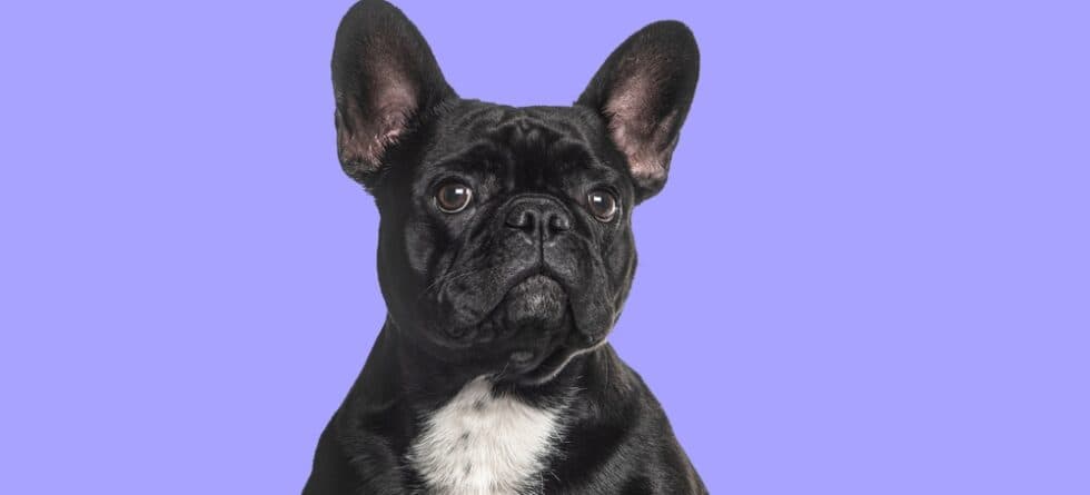 What Is The Hype With French Bulldogs?