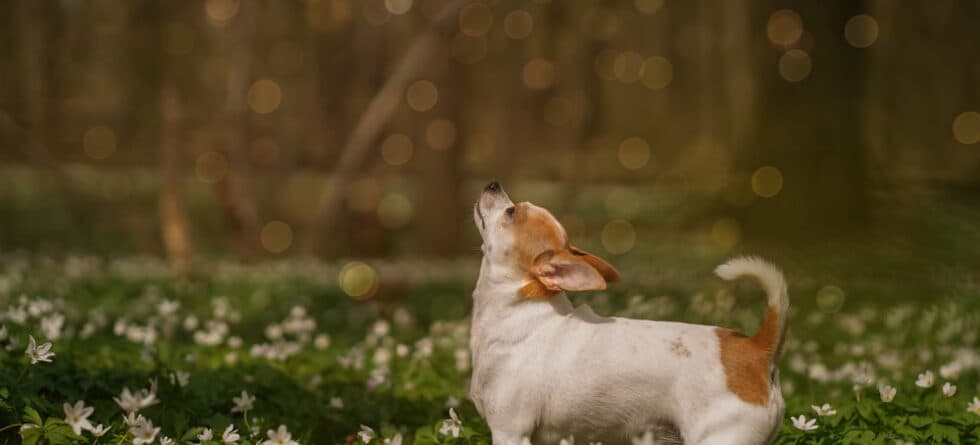 What Is The Main Cause Of Death Of Chihuahuas?