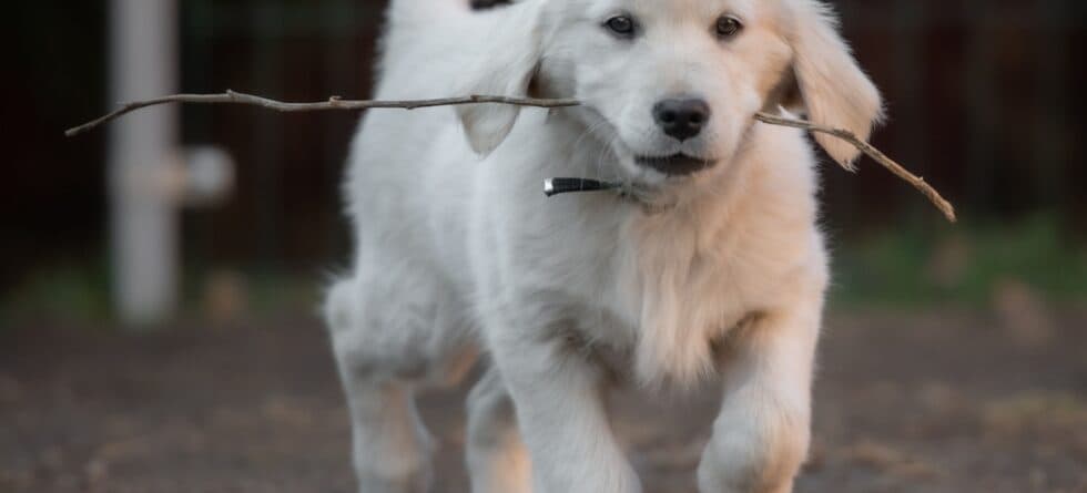 What Is The Mental Age Of A Golden Retriever?