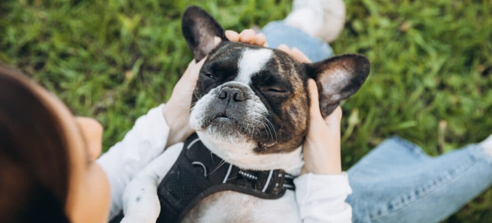 What Is The Psychology Of A French Bulldog?