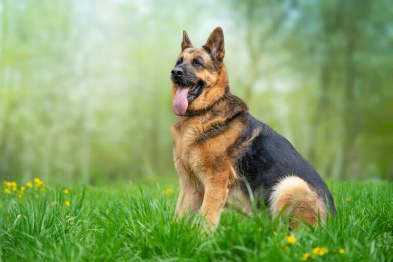 What Makes A German Shepherd Sick?