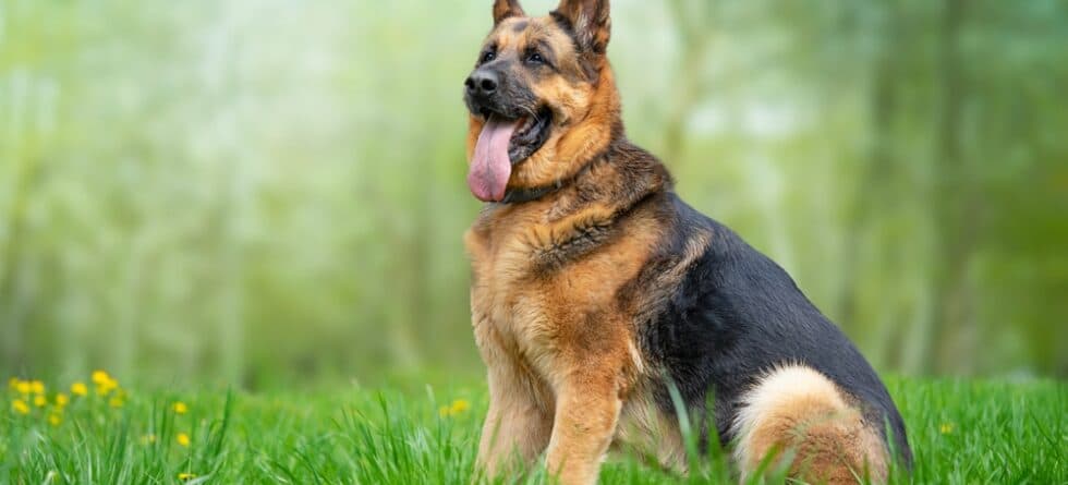 What Makes A German Shepherd Sick?