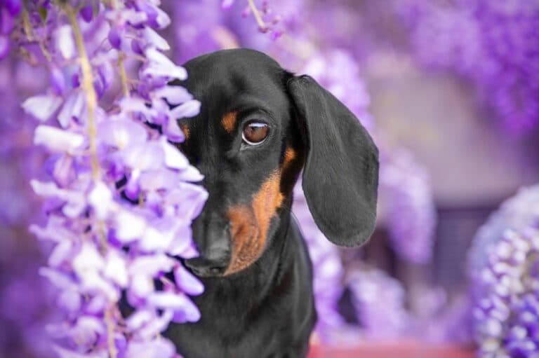 What Problems Can Dachshunds Get?