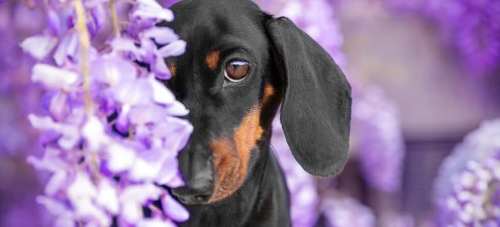 What Problems Can Dachshunds Get?