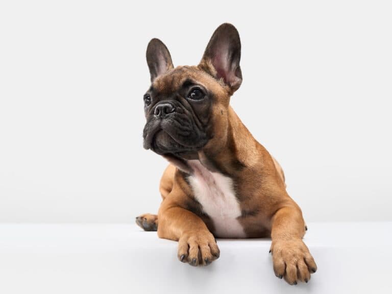 What Scares French Bulldogs?