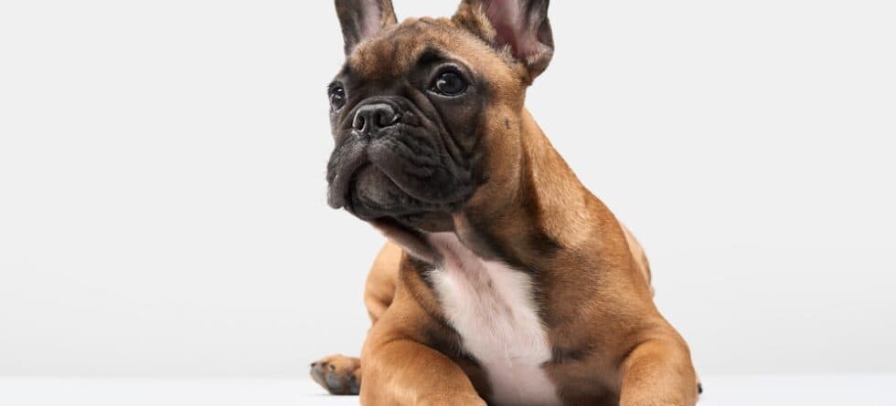 What Scares French Bulldogs?