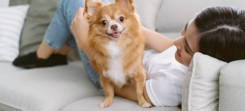What To Feed A Chihuahua?