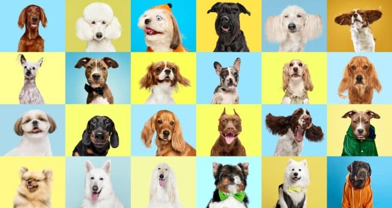 What’s The Best Low Maintenance Dog?
