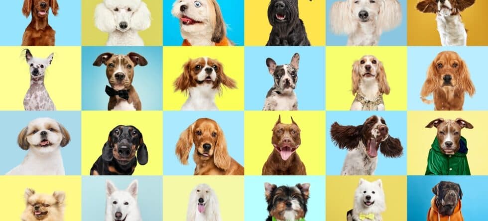 What’s The Best Low Maintenance Dog?