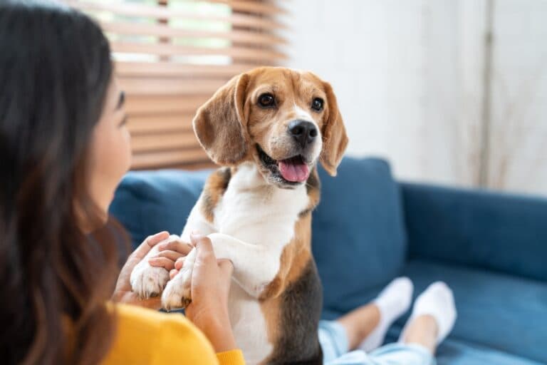 Which Is Better A Male Or Female Beagle?