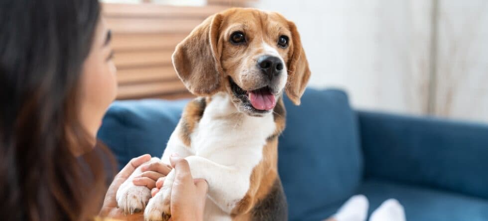 Which Is Better A Male Or Female Beagle?