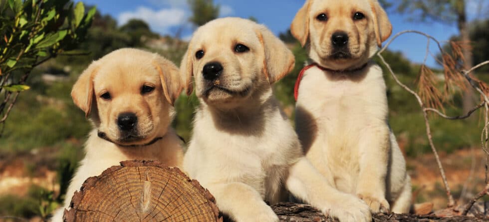 Which Labrador Is Best Male Or Female?