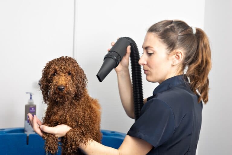 Why Are Poodles So High Maintenance?